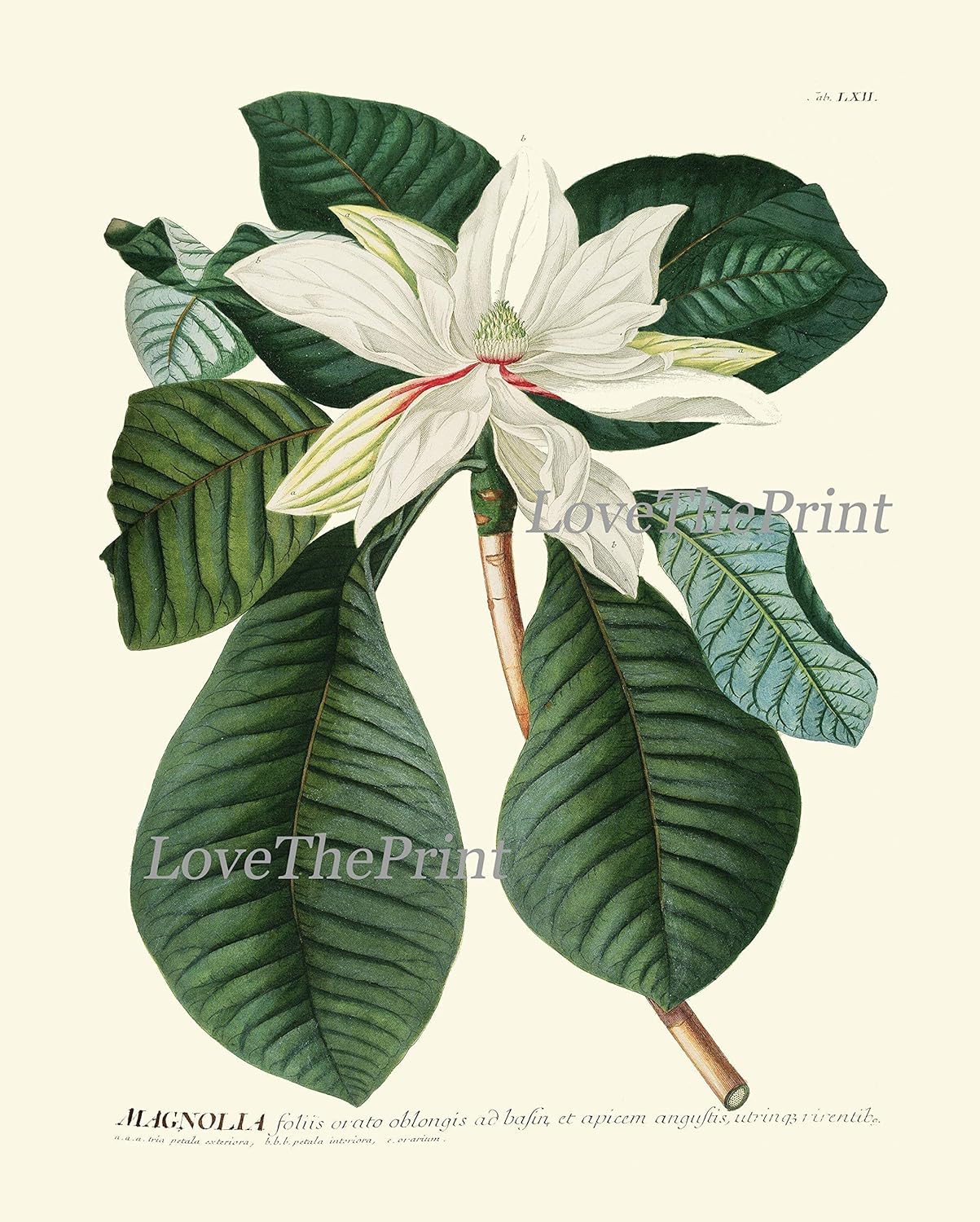 ๐ธโจ Magnolia Wall Art ๐ผ๏ธ๐ฟ | Elegant Floral Dรฉcor ๐๐ก