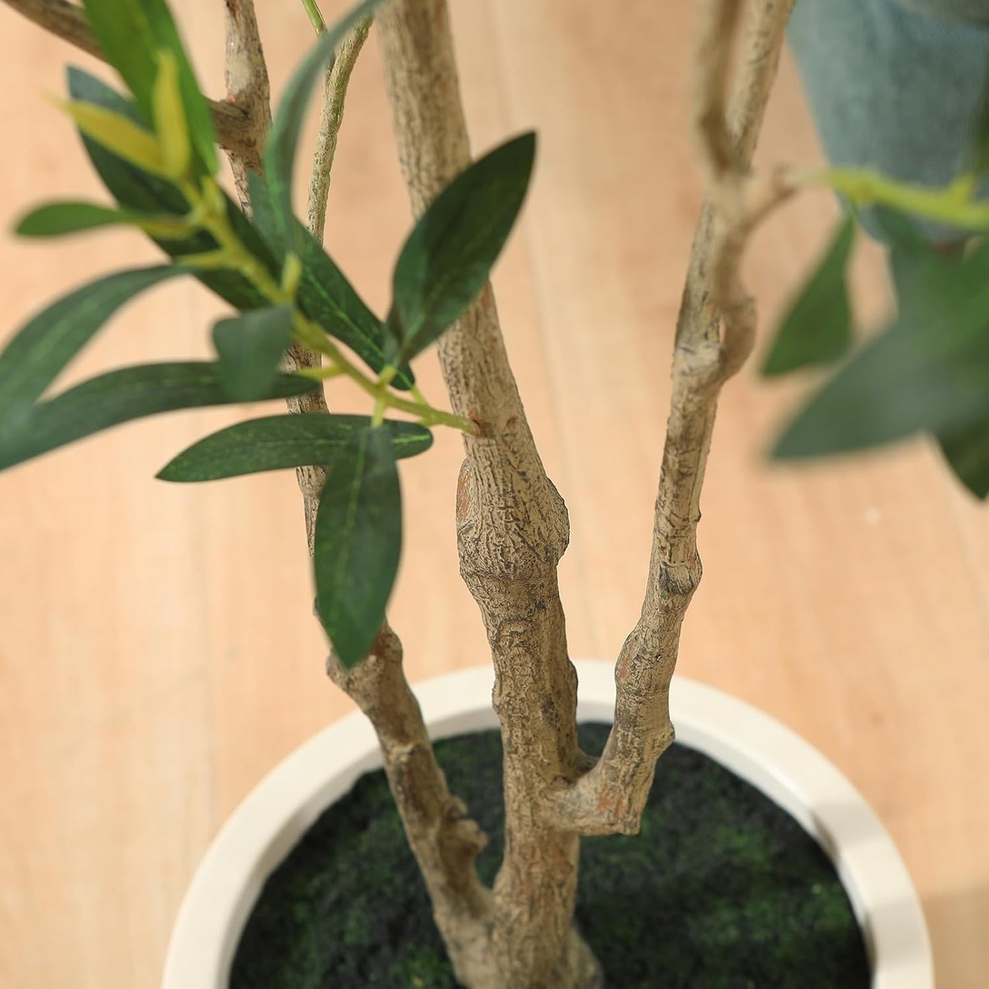 🌿💫 Indoor Green Plant 🍃🏡 | Lush Home Décor Magic 🌸✨