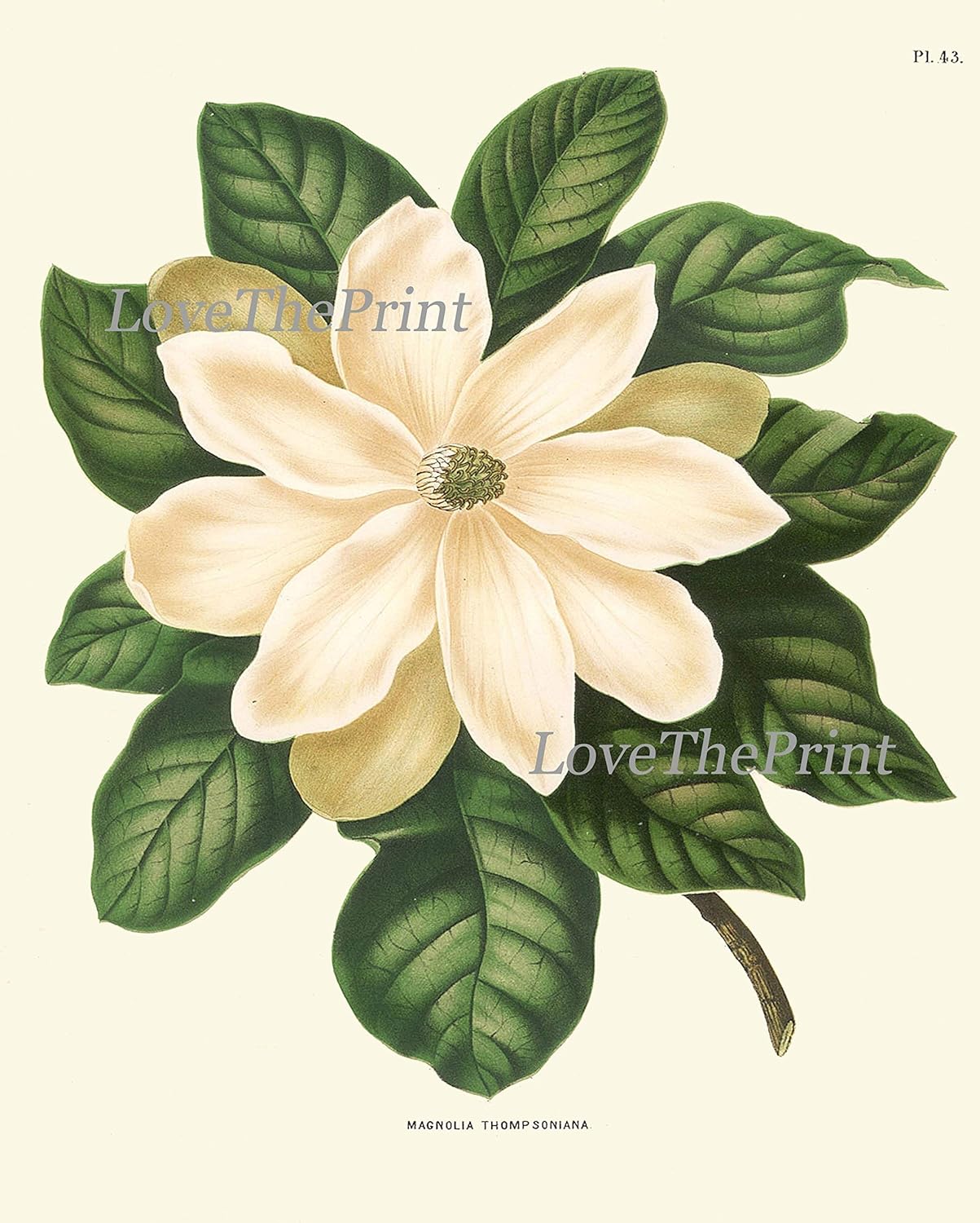 🌸✨ Magnolia Wall Art 🖼️🌿 | Elegant Floral Décor 💛🏡