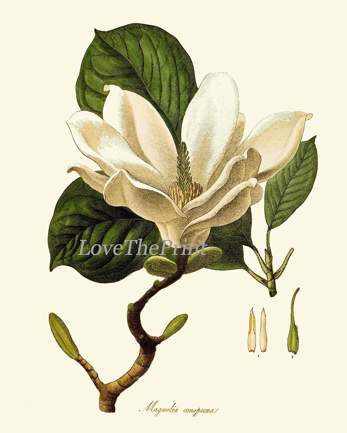 🌸✨ Magnolia Wall Art 🖼️🌿 | Elegant Floral Décor 💛🏡