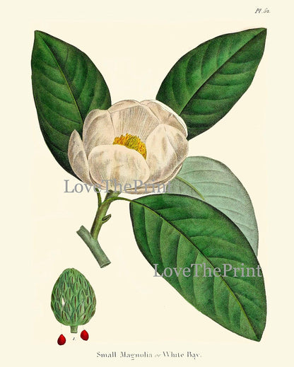 🌸✨ Magnolia Wall Art 🖼️🌿 | Elegant Floral Décor 💛🏡